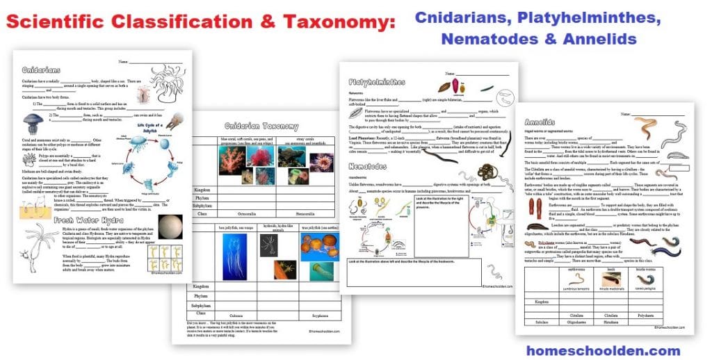 Scientific Classification - Taxonomy Worksheets on Cnidarian Platyhelminthes Nematodes Annelids