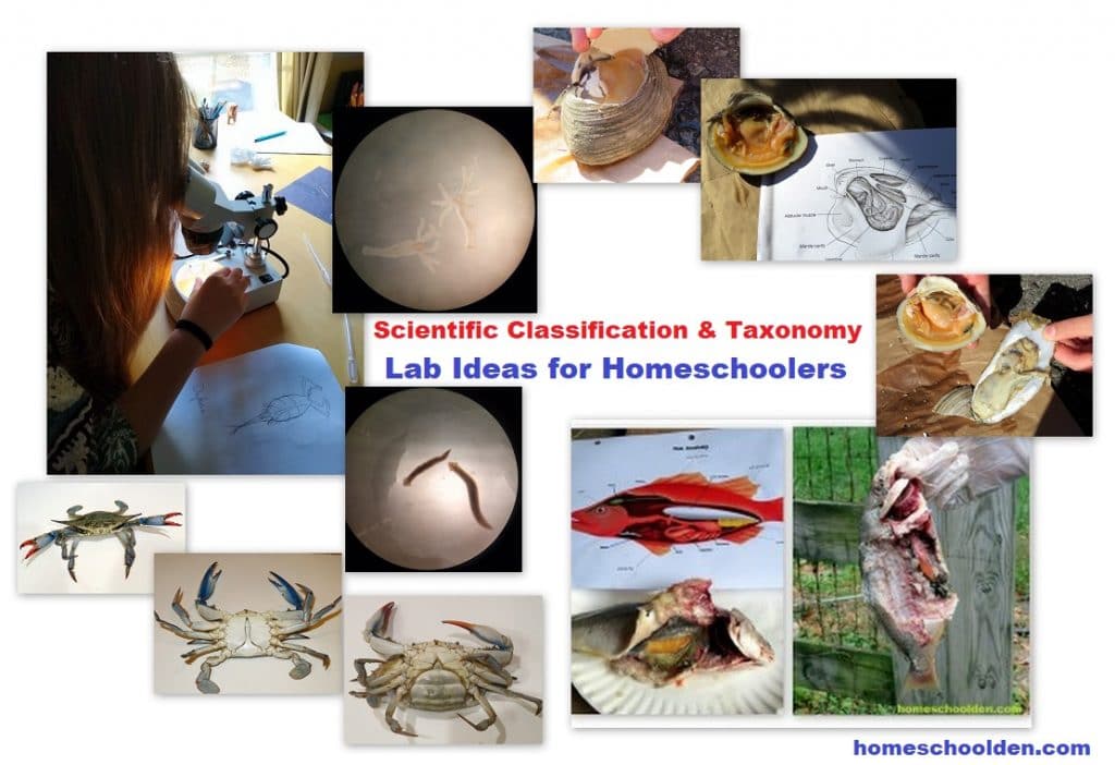 Scientific Classification and Taxonomy Lab Activities for Homeschoolers