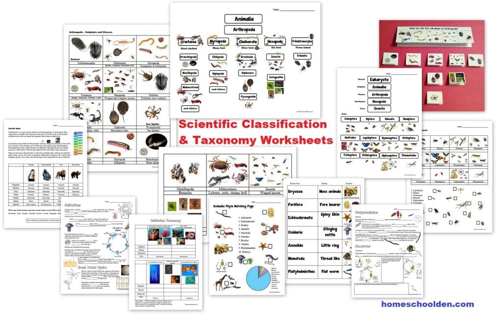 Scientific Classification and Taxonomy Worksheets - Matching- Notebook Pages
