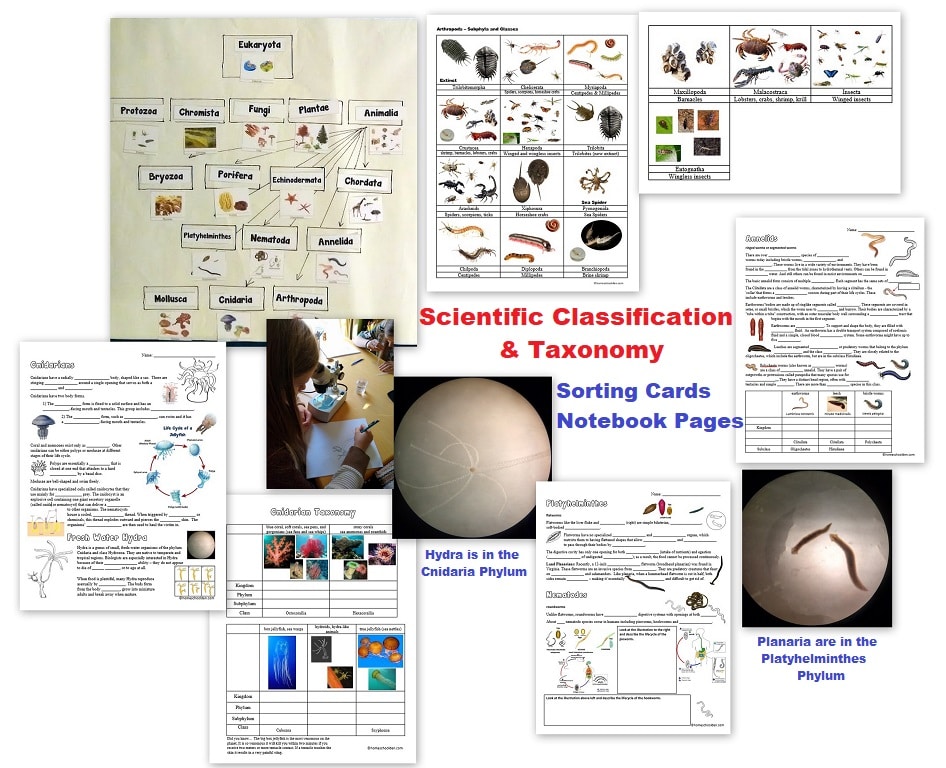 We have been doing a big unit on Scientific Classification and Taxonomy again. I have added in more than 50 pages of new materials as we've gone through this unit! This is the second time we've done this unit. The last time we did it, my youngest was 9 and she said she definitely needed to review this material again. My 15 year old said she wanted to cover this material again... especially because we were going to be doing a number of labs once again.  
