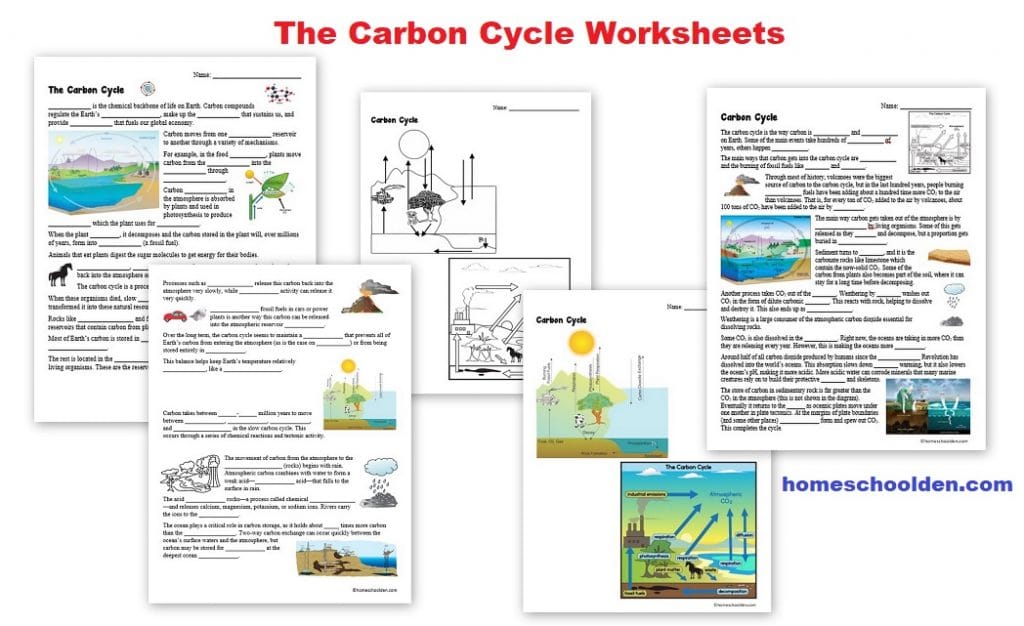 The Carbon Cycle Worksheets