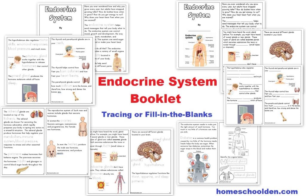 Endocrine System Booklet Worksheets