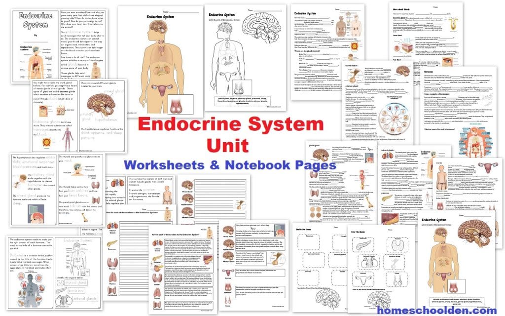 Endocrine System Unit - Worksheets Notebook Pages and activities