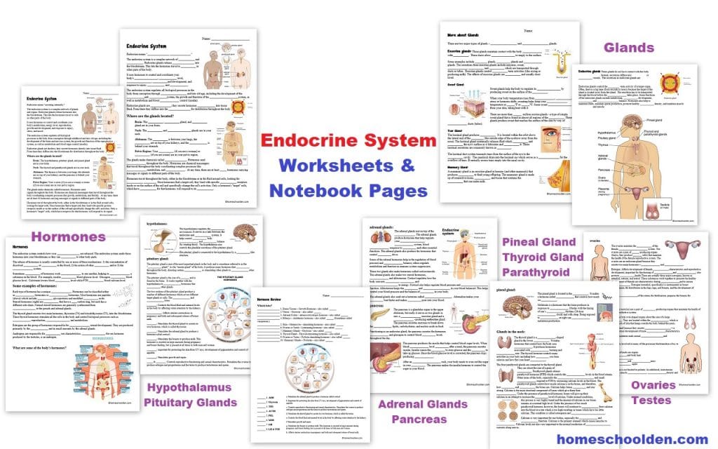 Endocrine System Worksheets Glands Hormones hypothalamus pituitary pineal adrenal pancreas and more