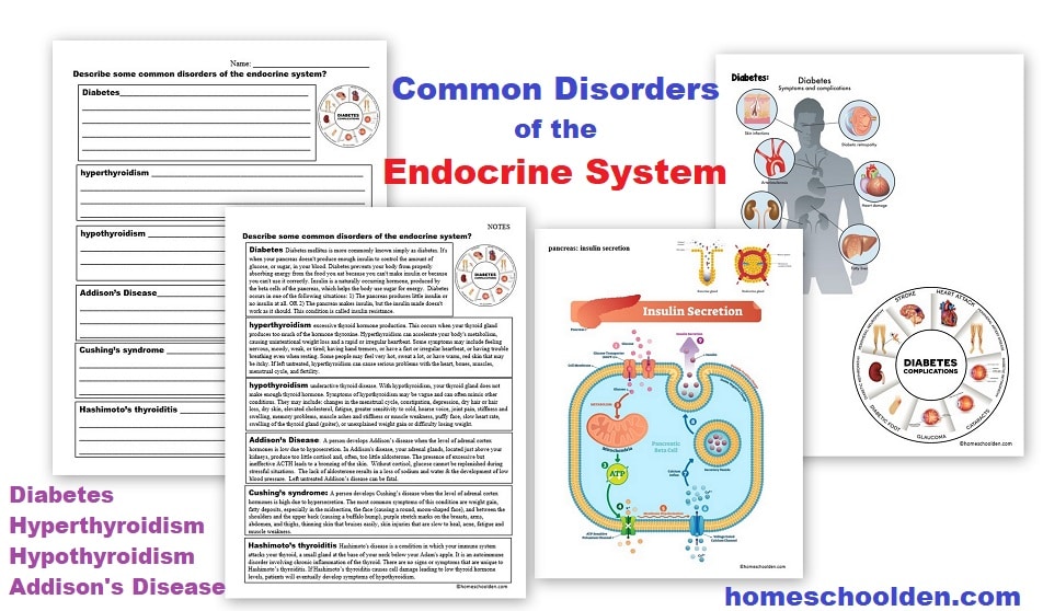 Common Disorders of the Endocrine System Worksheets
