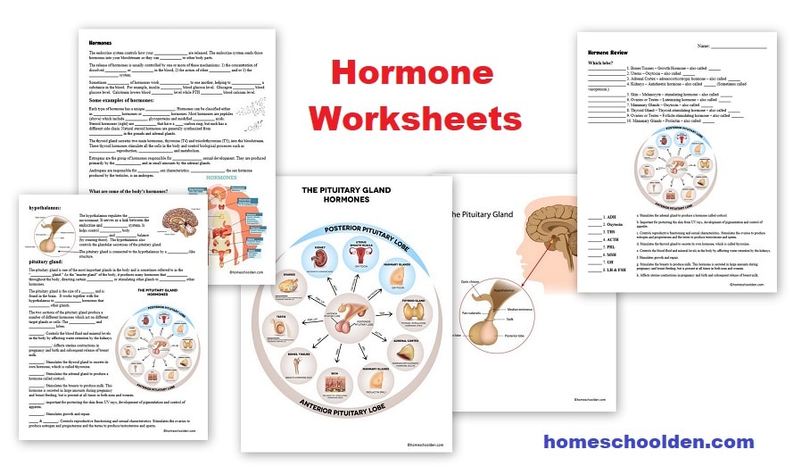 Hormone Worksheets