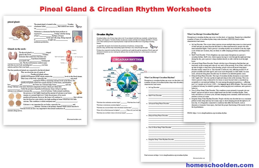 Pineal Gland and Circadian Rhythm Worksheets