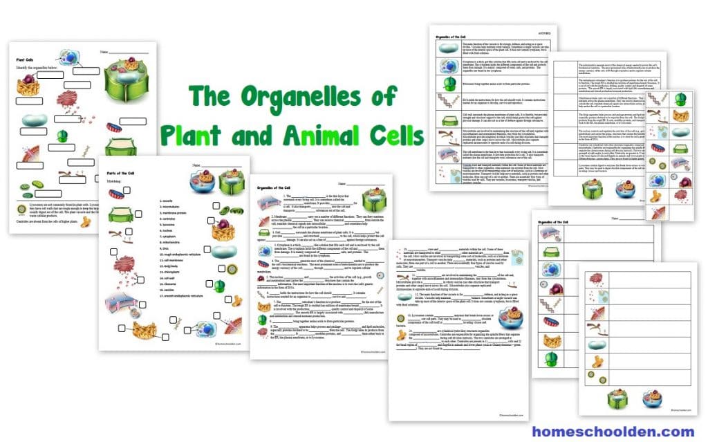 Organelles of Plant and Animal Cells Worksheets