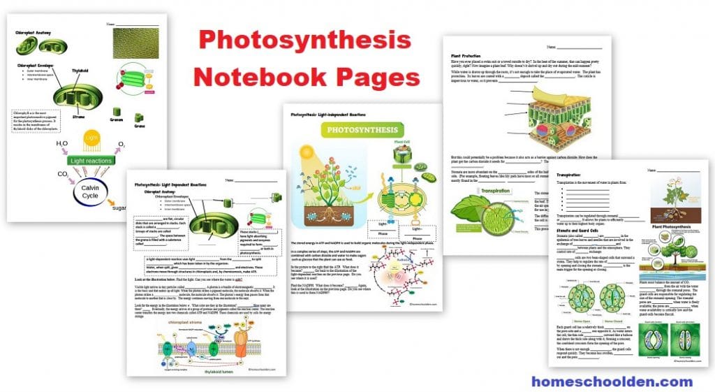 Photosynthesis Notebook Pages and Worksheets