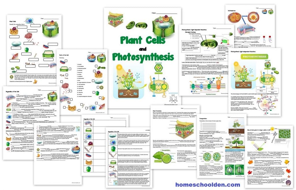Plant Cells and Photosynthesis Worksheets - Homeschool Den