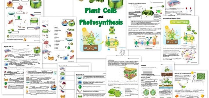 Plant Cell and Photosynthesis Worksheets