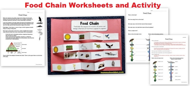 Food Chain Worksheets and Activity