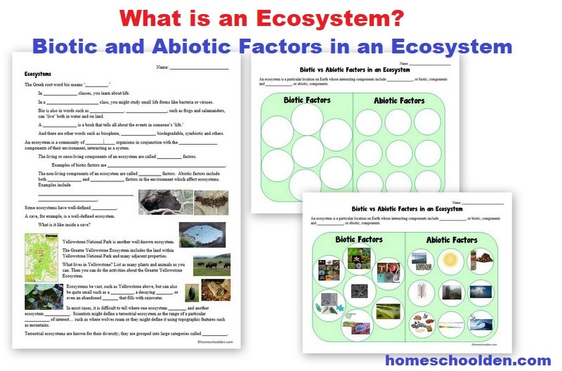 What is an Ecosystem - Abiotic and Biotic Factors