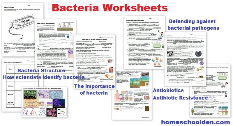 Bacteria Worksheets