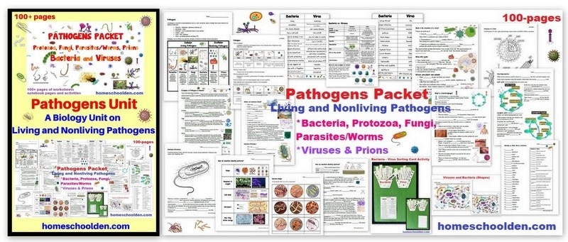 Pathogens Unit - Worksheets and Activities on Bacteria Virus Protozoa Parasites Fungi Prions