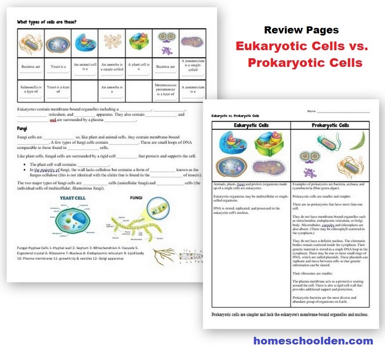 Types of Cells - Eukaryotic vs Prokaryotic Cells