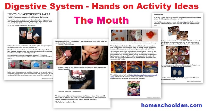 Digestive System Hands-on Activity Ideas for the Mouth - Saliva