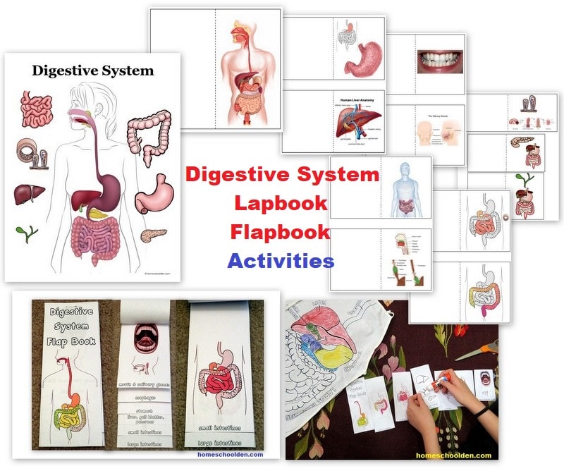 Digestive System Lapbook Activity
