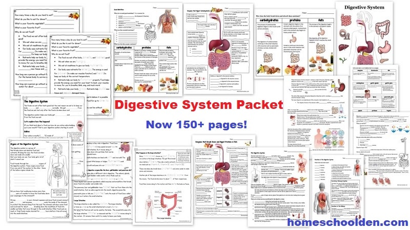 Digestive System Packet Worksheets Activities