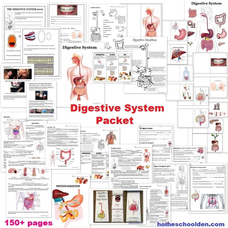 Digestive System Unit - Worksheets Lapbook Activities and More