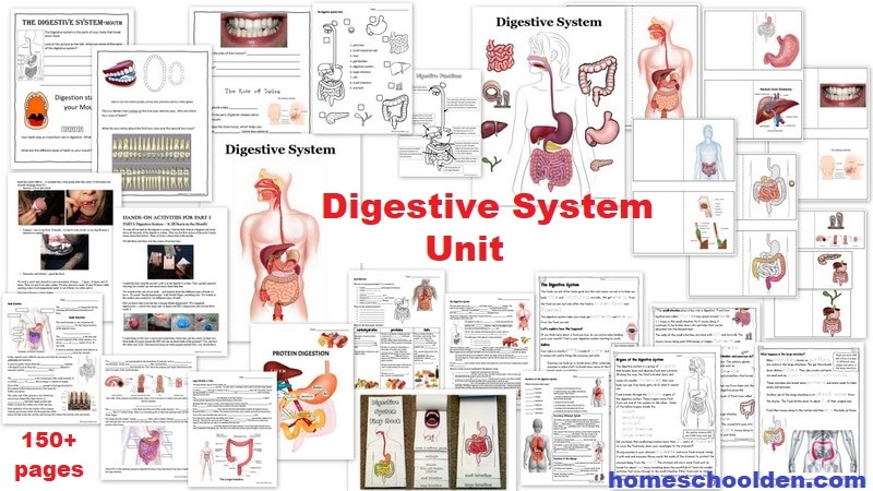 Digestive System Unit - worksheets lapbook and more