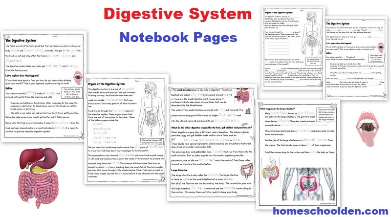 Digestive System Worksheets - Notebook Pages