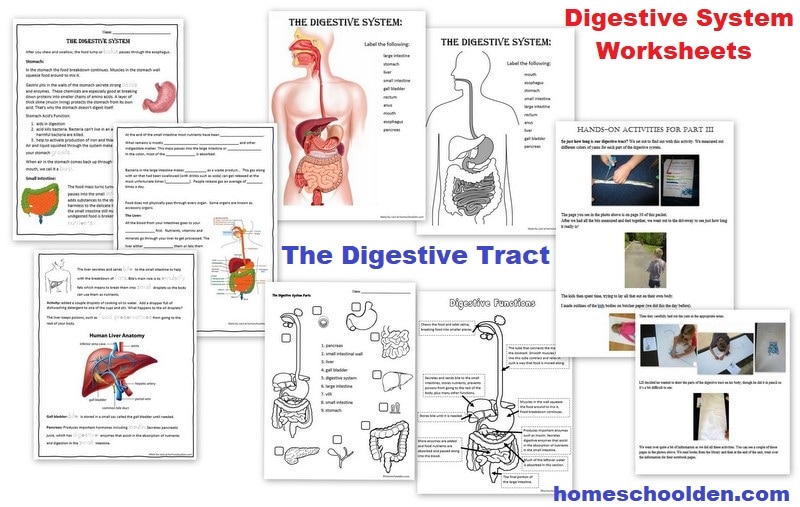 Digestive System Worksheets - the digestive tract