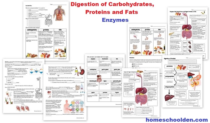 Enzymes and the Digestion of Carbohydrates Proteins and Fats Worksheets