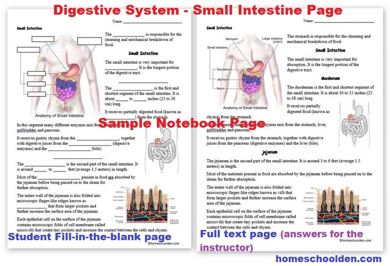 Digestive System Notebook Page Sample