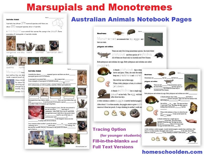 Marsupials and Monotremes Worksheets