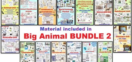 Big Animal BUNDLE 2 - Worksheets and Activities
