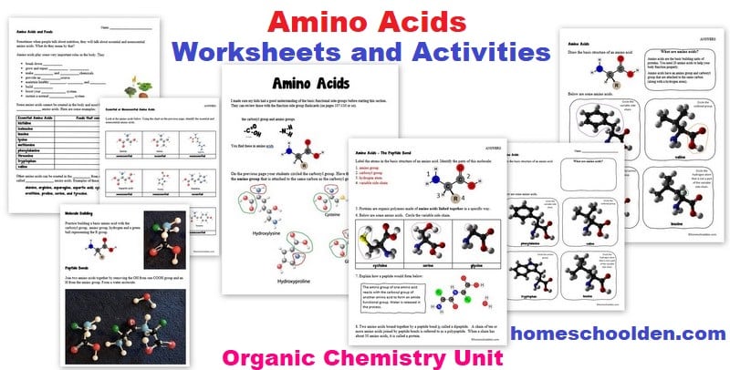 Amino Acids Worksheets