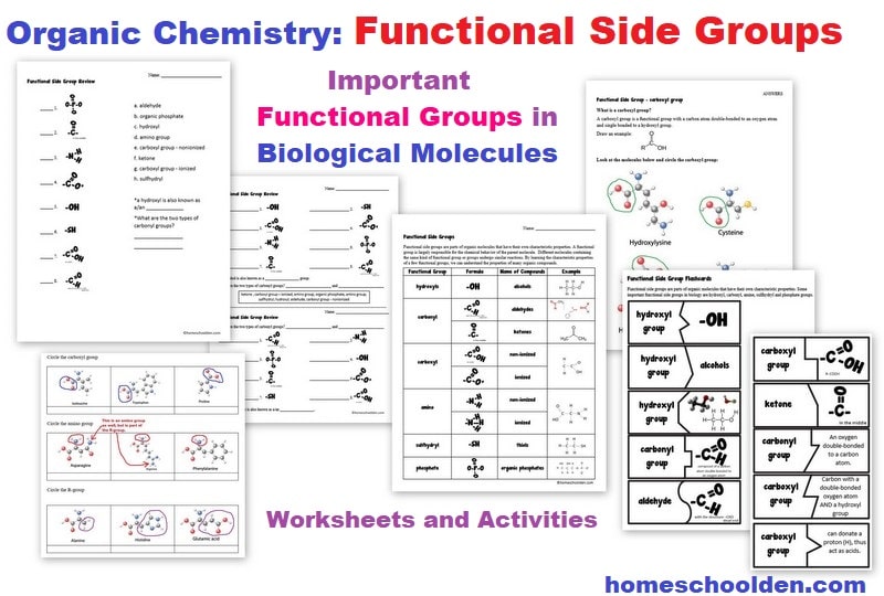 Organic Chemistry Functional Side Groups Worksheets and Activities