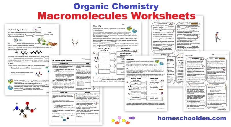 Organic Chemistry Macromolecules Worksheets