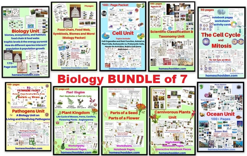 Biology BUNDLE of 7