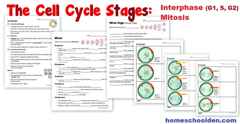 Cell Cycle Interphase Mitosis Worksheets
