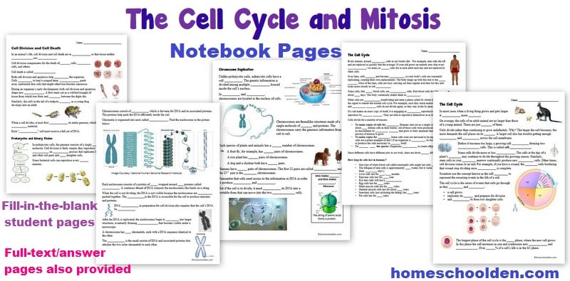 Cell Cycle Mitosis Notebook Pages - Worksheets