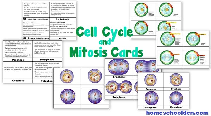 Cell Cycle and Mitosis Matching Cards