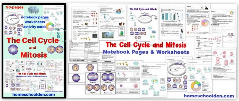 Cell Cycle and Mitosis Worksheet Packet