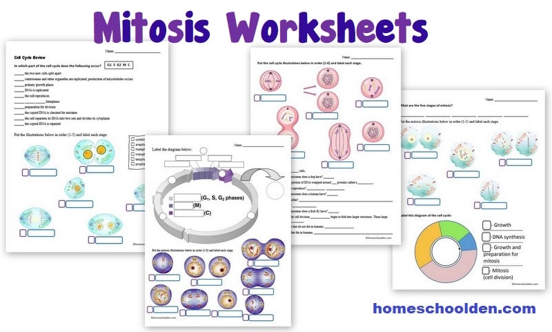 Mitosis Worksheets - Prophase anaphase metaphase telophase cytokinesis
