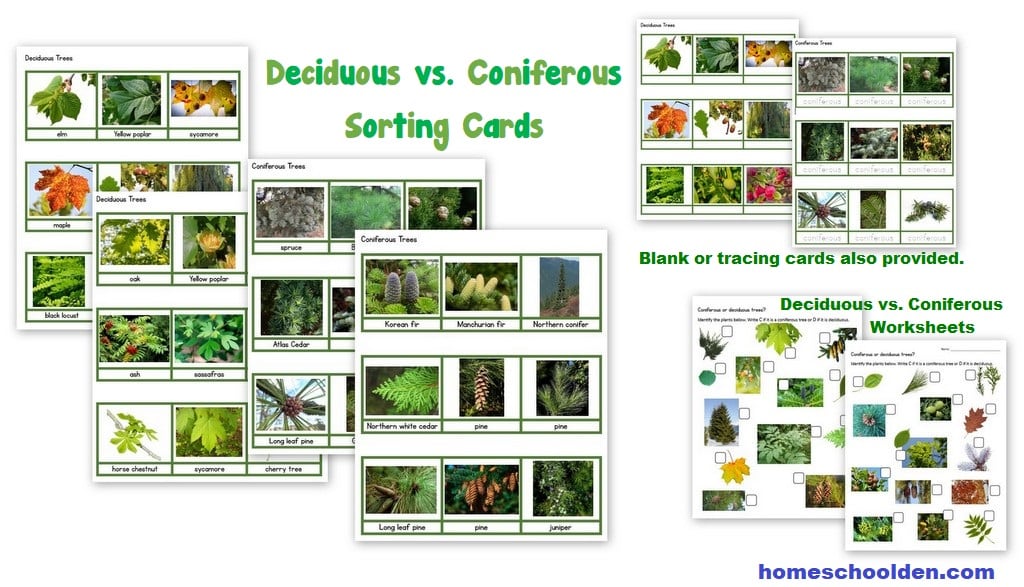 Deciduous vs Coniferous Sorting Cards and Worksheets