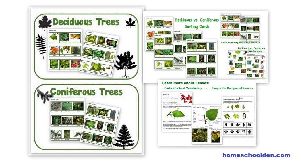 Deciduous vs Coniferous Trees Worksheets and Sorting Cards
