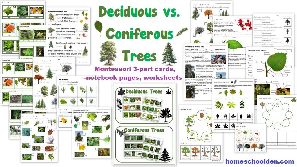 Deciduous vs Coniferous Trees - Nature Studies Packet - Worksheets Montessori Sorting Cards