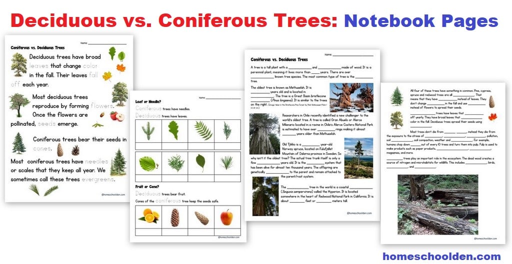 Deciduous vs Coniferous Trees - Notebook Pages