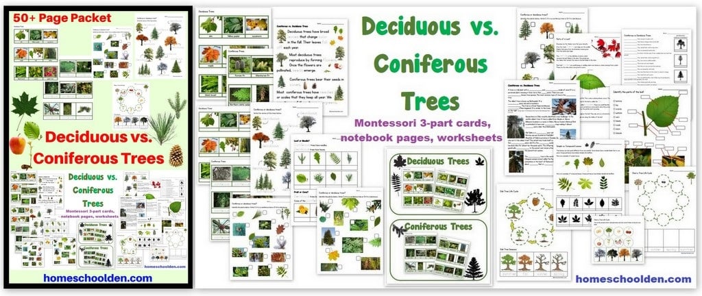 Deciduous vs Coniferous Trees - Worksheets Notebook Pages Montessori 3-part cards