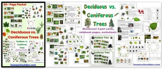 Deciduous vs Coniferous Trees - Worksheets Notebook Pages Montessori Sorting Cards