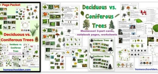 Deciduous vs Coniferous Trees - Worksheets Notebook Pages Montessori Sorting Cards