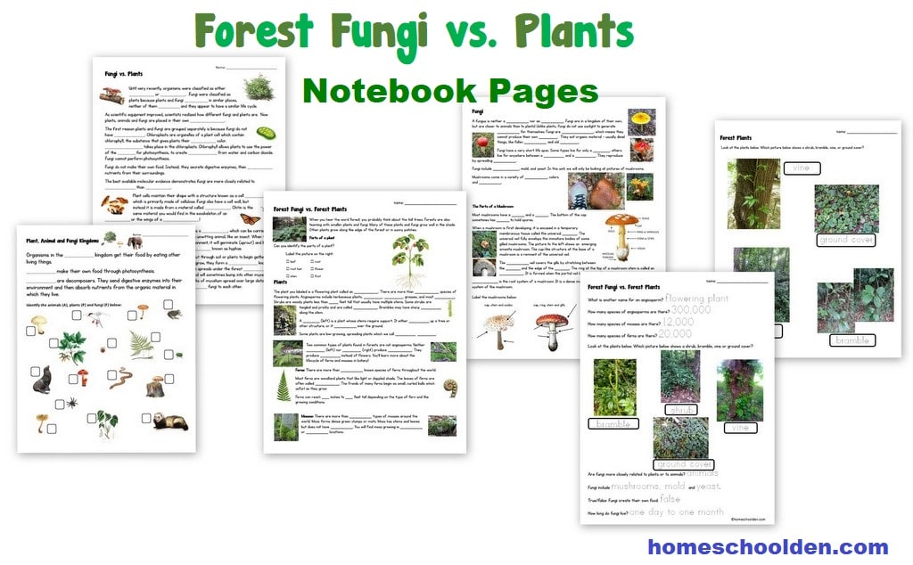 Forest Fungi vs Plants Worksheets - Notebook Pages