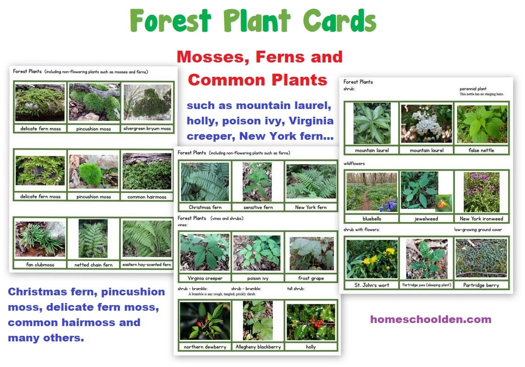 Forest Plant Cards of Virginia
