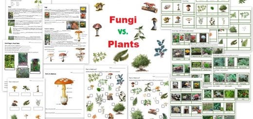 Fungi vs Plants Worksheets - Montessori 3-part Cards